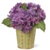 National Tree Company 11" Garden Accents Hydrangea