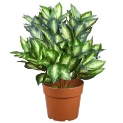 24" Artificial Hosta Plant In Growers Pot