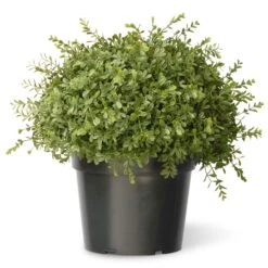 15" Artificial Mini Tea Leaf Bush In Growers Pot