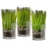 National Tree Company Artificial Potted Plant Set, Green Plant Sprouts, Square Glass Pot Base With Messages, Pack Of 3, Spring Collection, 6 Inches Each
