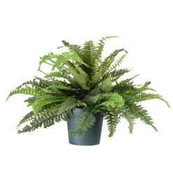 20" Fern In Dark Green Round Growers Pot