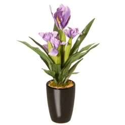 17" Iris Plant In Ceramic Pot