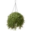 National Tree Company Artificial Hanging Basket, Argentea Plant, Green, Outdoor Collection, 18 Inches
