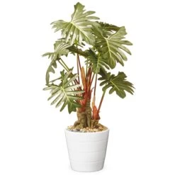 National Tree Company Artificial Potted Plant Decoration, Philodendron, Includes White Ceramic Pot, Spring Collection, 21 Inches